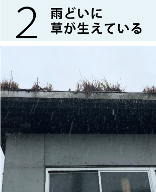 雨どいに 草が生えている